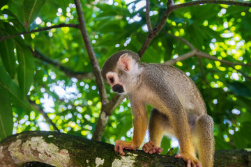 little playful monkeys