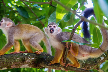 little playful monkeys
