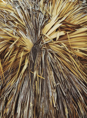 dry palm branches