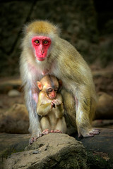 Japanese Macaque