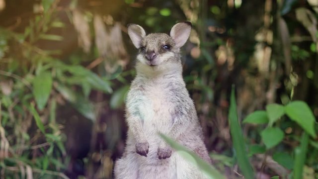 Portrait of a cute swamp wallaby curious about the camera, taken in Daintree, Queensland. Filmed on Red Camera, Slow motion.