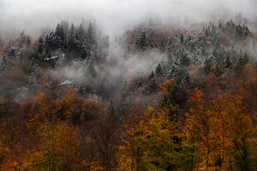 Fototapeta premium foggy forest background in autumn