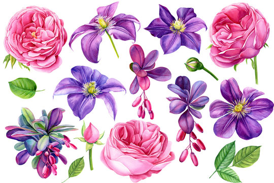 set beautiful flowers purple clematis,  branches with berries of barberry, pink roses, buds and leaves on isolated white background, watercolor illustration