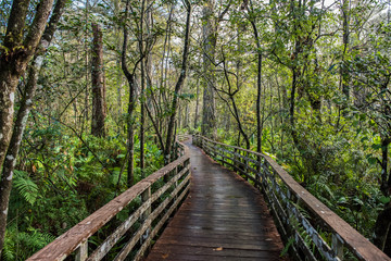 Fototapeta na wymiar Corkscrew Swamp Sanctuary Audubon Florida