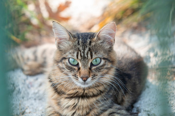 Fototapeta premium Beautiful homeless cat with green eyes.