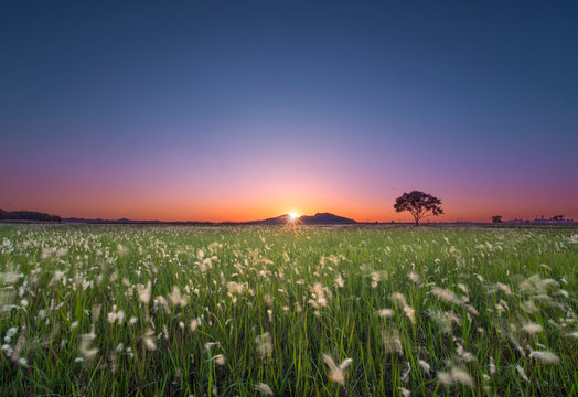 Beautiful view of rice paddy field during sunset in Republic of Korea. Nature composition