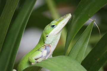 Green Anole