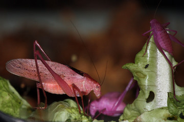 Katydid