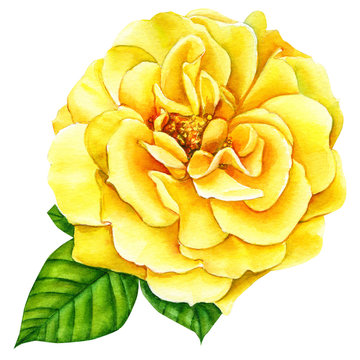 yellow  rose on a white background, watercolor illustration, flora design, botanical painting
