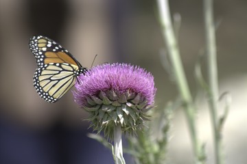 Monarch on Thistle
