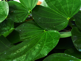Bauhinia malabarica roxb leaf with rain droplets on dark tone background., natural leaf.