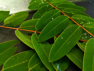 Senna siamea leaf with rain droplets on dark tone background, medical herb, Nature leaves
