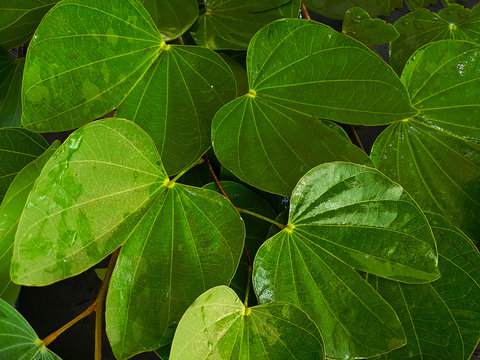 Bauhinia malabarica roxb leaf with rain droplets on dark tone background., natural leaf.