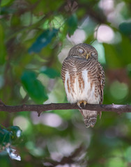 Asian barred owlet; Glaucidium cuculoides, Beautiful bird in Thailand