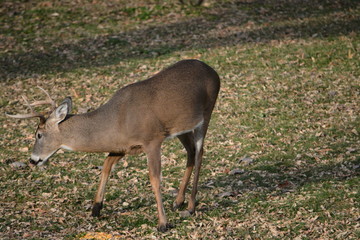Buck