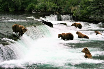 Many grizzly bears at Katmai Falls