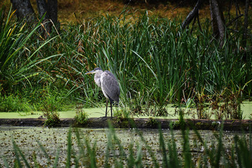 Blue heron waiting for a fish nearby a pound