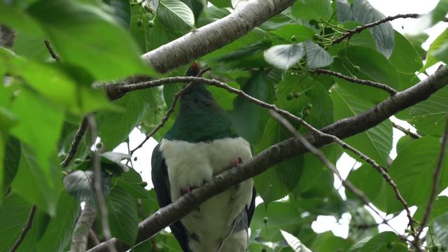 A New Zealand Wood Pigeon also known as a Kereru feeding in a tree