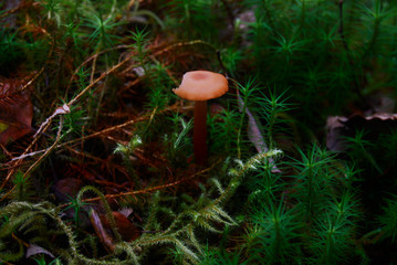 Mushroom with missing chunk