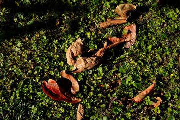 柿　富有柿　カキ　果物