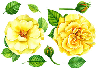 set of yellow roses, buds, leaves on a white background, watercolor illustration, flora design, botanical painting