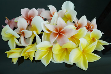 The plumeria flower on the black glass background