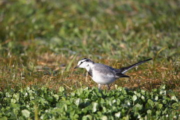 Obraz premium ハクセキレイ