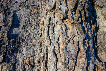 TREE TRUNK TEXTURE DETAIL
