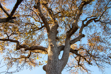 SUNNY LARGE TREE