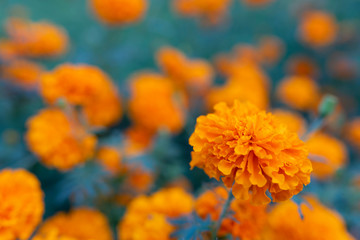Marigold flowers field in the garden