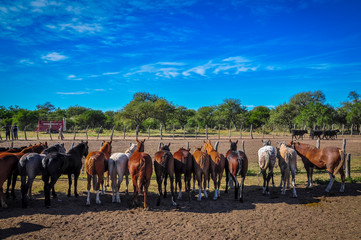 fila de caballos desde  la vista posterior 