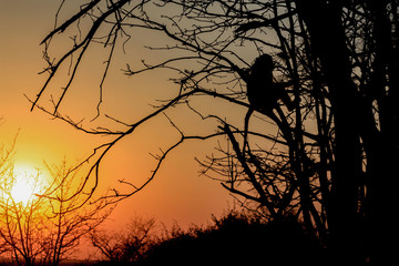 a monekys sunset deep in africa