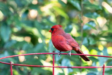 A male cardinal perched on a garden plant frame