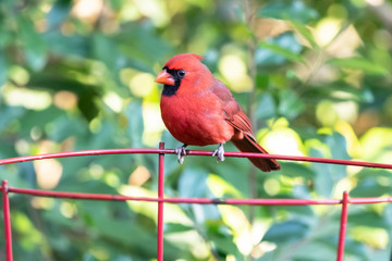 A male cardinal perched on a garden plant frame