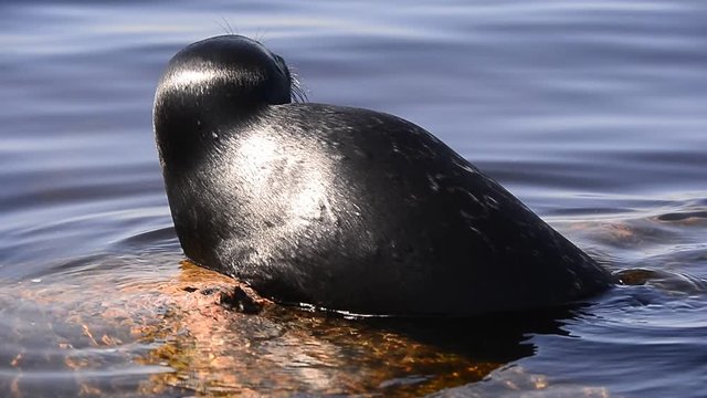 The Ladoga ringed seal resting on a stone. Scientific name: Pusa hispida ladogensis. The Ladoga seal in a natural habitat. Ladoga Lake. Russia