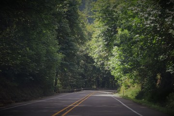 Fototapeta premium road in the forest