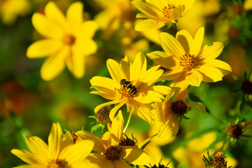 bee on yellow flower