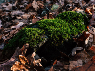 green plant among dry fallen leaves