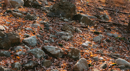 stones on the ground in the park, around fallen dry leaves