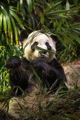 Cute panda