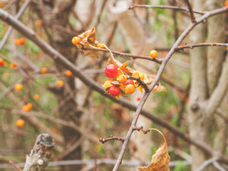 Autumn brown background. Red berries on thorny branches hawthorn or thornapple. Crataegus, hawthorn close-up