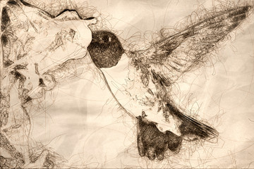 Sketch of a Black-Chinned Hummingbird Searching for Nectar Among the Orange Flowers