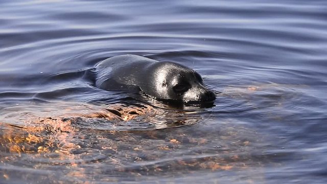 The Ladoga ringed seal resting on a stone. Scientific name: Pusa hispida ladogensis. The Ladoga seal in a natural habitat. Ladoga Lake. Russia