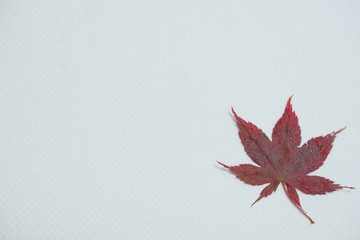 羽の生えた妖精のようなカエデ