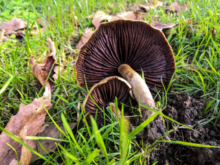  The underside of a large oyster mushroom, lying in the grass
