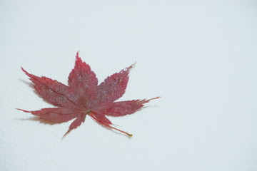 舞い降りた一枚のもみじ