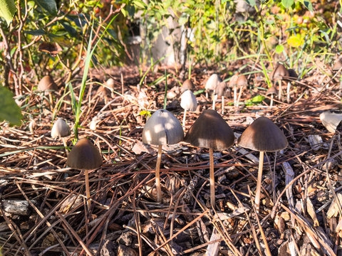 Quatuor de coprin noir d'encre, petit champignon bruns