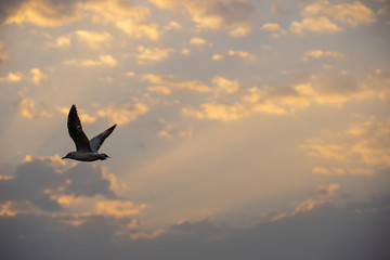 Image of bird fly on the sky in the morning with sun rise.