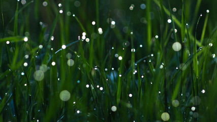 Dawn Makes Morning Dew On The Grass Glow