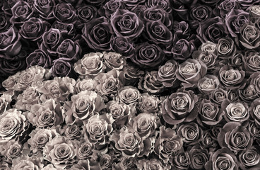  dark black and white roses. a lote of close-up roses.